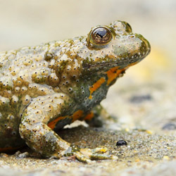 Yellowâbellied Toad (Bombina veriegata)