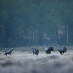 Cranes (Grus grus)