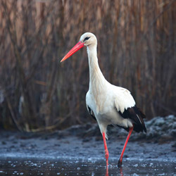 Bocian biały (Ciconia ciconia)