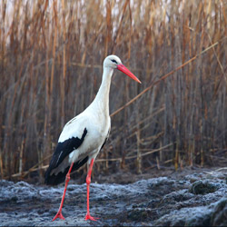 White Stork (Ciconia ciconia)