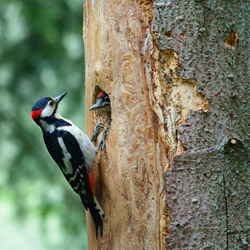 Great Spotted Woodpecker (Dendrocopos major)