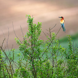 European Bee-eater (Merops apiaster)