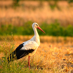 White Stork (Ciconia ciconia)