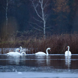 Łabędzie nieme (Cygnus olor)