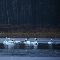 Łabędzie nieme (Cygnus olor)