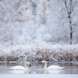 Łabędzie nieme (Cygnus olor)