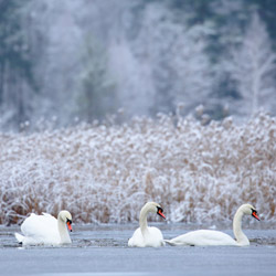 Łabędzie nieme (Cygnus olor)