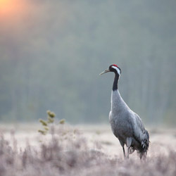 Żuraw (Grus grus)