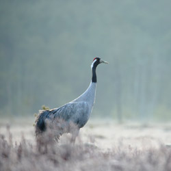 Cranes (Grus grus)