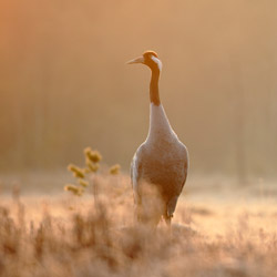 Cranes (Grus grus)