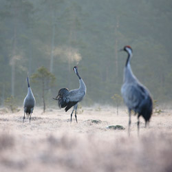 Cranes (Grus grus)