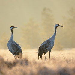 Cranes (Grus grus)