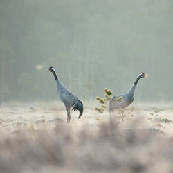 Cranes (Grus grus)