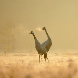 Cranes (Grus grus)