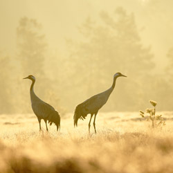 Żurawie (Grus grus)