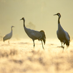 Cranes (Grus grus)