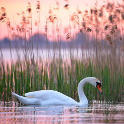 Łabędź niemy (Cygnus olor)