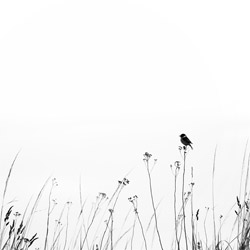 The European stonechat (Saxicola rubicola)