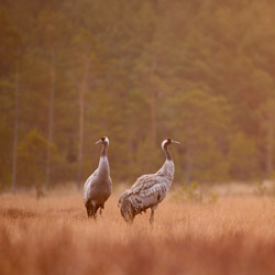 Żurawie (Grus grus)