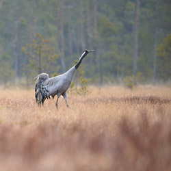 Cranes (Grus grus)