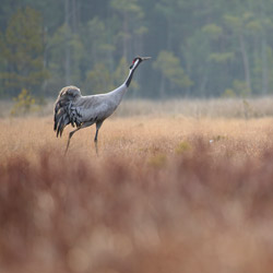 Żuraw (Grus grus)