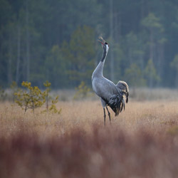 Cranes (Grus grus)