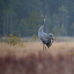 Żurawie (Grus grus)