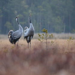 Cranes (Grus grus)