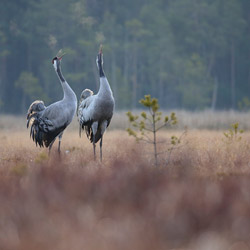 Żurawie (Grus grus)