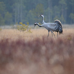 Cranes (Grus grus)