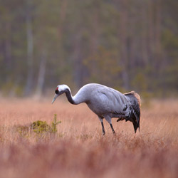 Crane (Grus grus)