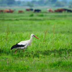 White Stork (Ciconia ciconia)