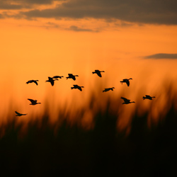 Greylag goose (Anser anser)