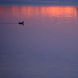 Łyska zwyczajna (Fulica atra)