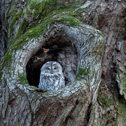 Tawny owl (Strix aluco)