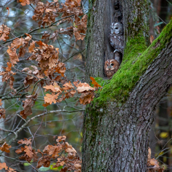 Tawny owl (Strix aluco)