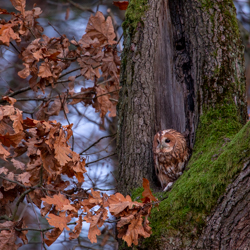 Tawny owl (Strix aluco)