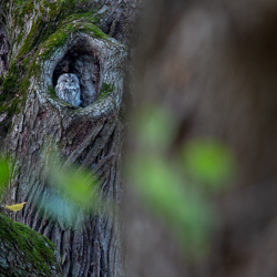 Tawny owl (Strix aluco)