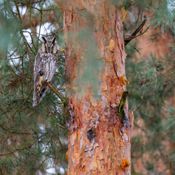 Long-eared owl (Asio otus)