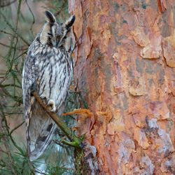 Long-eared owl (Asio otus)