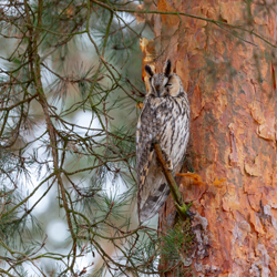 Long-eared owl (Asio otus)