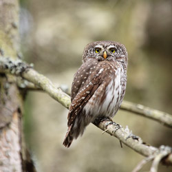 Eurasian Pygmy Owl (Glaucidium passerinum)