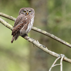 Eurasian Pygmy Owl (Glaucidium passerinum)