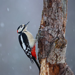 Great Spotted Woodpecker (Dendrocopos major)