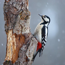 Great Spotted Woodpecker (Dendrocopos major)