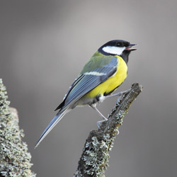 Great Tit (Parus major)