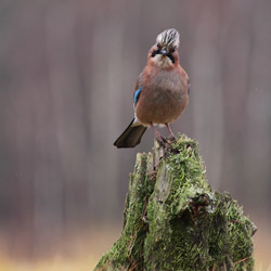 Eurasian Jay (Garrulus glandarius)