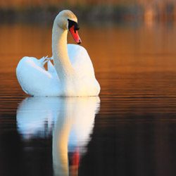 Mute Swan (Cygnus olor)