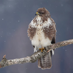 Myszołów zwyczajny (Buteo buteo)