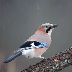 Eurasian Jay (Garrulus glandarius)